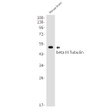 beta III Tubulin antibody western blot mouse brain STJA0034079
