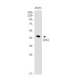BIN1 antibody western blot A549 lysates STJA0034084