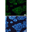 Calretinin antibody immunocytochemistry HeLa cells STJA0034101