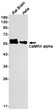 CaMKII alpha antibody western blot rat brain HeLa STJA0034103