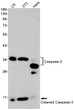 Cleaved-Caspase 3 p17 antibody western blot C6 3T3 HeLa STJA0034111