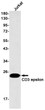 CD3 epsilon antibody western blot Jurkat STJA0034137
