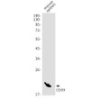 CD39 antibody western blot mouse spleen STJA0034141
