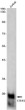 CD3G antibody western blot Jurkat STJA0034143