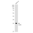 CD99 antibody western blot MOLT4 lysates STJA0034148