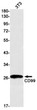 CD99 antibody western blot 3T3 lysates STJA0034148