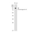 Chromogranin A antibody western blot PC-12 STJA0034171