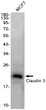 Claudin 3 antibody western blot MCF-7 STJA0034178