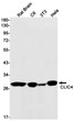 CLIC4 antibody western blot rat brain C6 3T3 HeLa STJA0034180