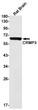 CRMP3 antibody western blot rat brain STJA0034199