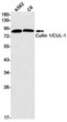 CUL1 antibody western blot K562 C6 STJA0034207