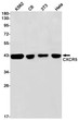 CXCR5 antibody western blot K562 C6 3T3 HeLa STJA0034212