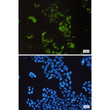 Cyclin A2 antibody immunocytochemistry HeLa cells STJA0034214