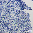 Cyclin A2 antibody immunohistochemistry human tonsil STJA0034214