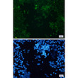Cytochrome P450 17A1 antibody immunocytochemistry HeLa cells STJA0034224