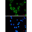 Cytokeratin 19 antibody immunocytochemistry MCF-7 STJA0034227