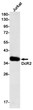 DcR2 antibody western blot Jurkat STJA0034239