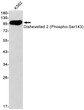 Phospho-Dishevelled 2 Ser143 antibody western blot K562 STJA0034249