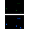DLX4 antibody immunocytochemistry K562 cells STJA0034251