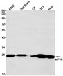 eIF4E antibody western blot K562 rat brain C6 3T3 HeLa STJA0034271