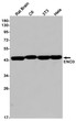 ENO3 antibody western blot rat brain C6 3T3 HeLa STJA0034278