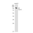 Epac1 antibody western blot HepG2 lysates STJA0034282