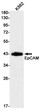 EpCAM antibody western blot K562 cells STJA0034284