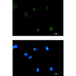 Extracellular Matrix Protein 1 antibody immunocytochemistry K562 STJA0034295