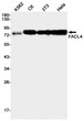 FACL4 antibody western blot K562 C6 3T3 HeLa STJA0034298