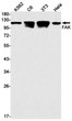 FAK antibody western blot K562 C6 3T3 HeLa STJA0034302