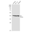FNTA antibody western blot Jurkat PC-12 HepG2 STJA0034321