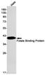 Folate Binding Protein antibody western blot HeLa lysates STJA0034323