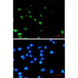 FOXA1 antibody immunocytochemistry MCF-7 cells STJA0034325