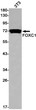 FOXC1 antibody western blot 3T3 lysates STJA0034326