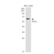 FPGS antibody western blot rat lung STJA0034329