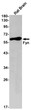 Fyn antibody western blot rat brain STJA0034336