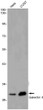 Galectin 3 antibody western blot HeLa COS7 STJA0034344