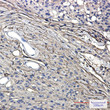 GAP43 antibody immunohistochemistry human brain STJA0034347
