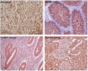 GAPDH antibody immunohistochemistry rat mouse human tissue STJA0034348