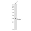 GAPDH antibody western blot Raw2647 lysates STJA0034349
