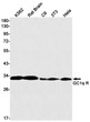 GC1q R antibody western blot K562 rat brain C6 3T3 HeLa STJA0034350