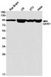 GEN1 antibody western blot rat brain C6 3T3 HeLa STJA0034360