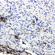 GFAP antibody immunohistochemistry human brain paraffin-embedded STJA0034361