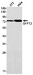 GFPT2 antibody western blot 3T3 HeLa STJA0034364