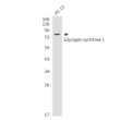 Glycogen Synthase 1 antibody western blot PC-12 STJA0034378