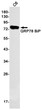 GRP78 BiP antibody western blot C6 lysates STJA0034391