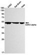 GSK3 alpha antibody western blot K562 rat brain HeLa STJA0034393