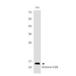 Histone H2B antibody western blot 3T3 cells STJA0034414