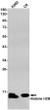 Histone H2B antibody western blot K562 C6 lysates STJA0034414
