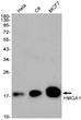 HMGA1 antibody western blot HeLa C6 MCF-7 STJA0034421